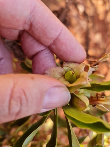 Image of Burra (Eremophila fraseri) by (c) Belinda Forbes, some rights reserved (CC BY)