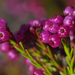 Magenta-Box Heath - Photo (c) Felix Riegel, some rights reserved (CC BY-NC), uploaded by Felix Riegel