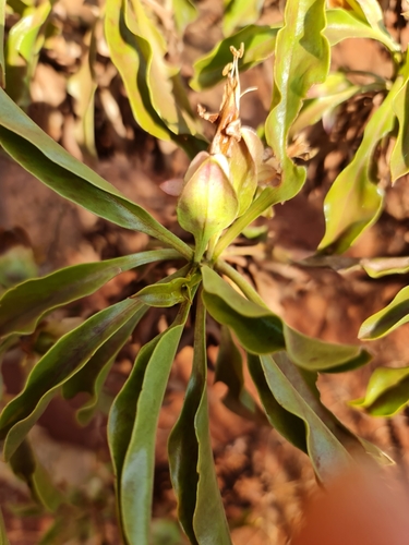 Image of Burra (Eremophila fraseri) by (c) Belinda Forbes, some rights reserved (CC BY)