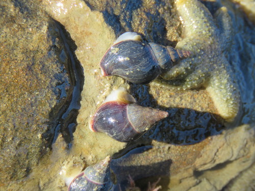 Pareuthria fuscata