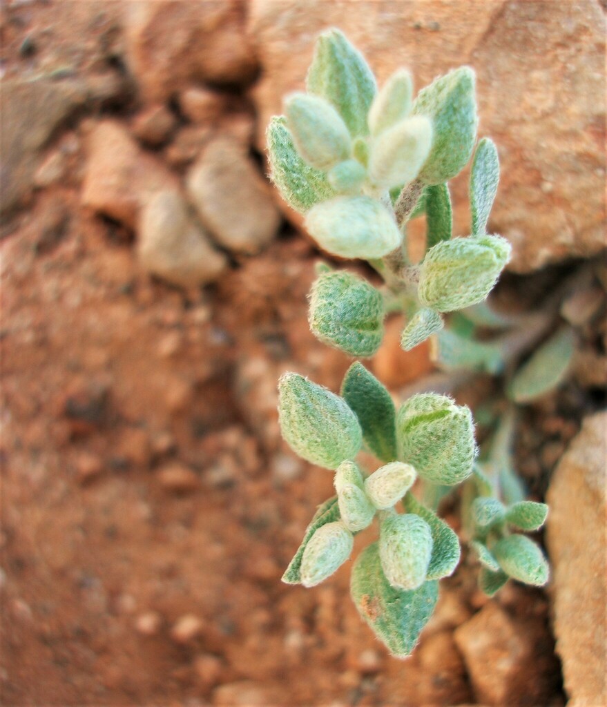Alyssum macrocalyx