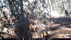 Sciurus nayaritensis apache