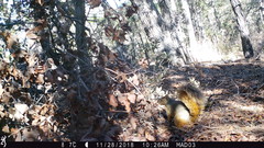 Sciurus nayaritensis apache
