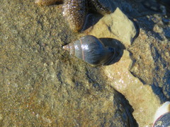 Pareuthria fuscata