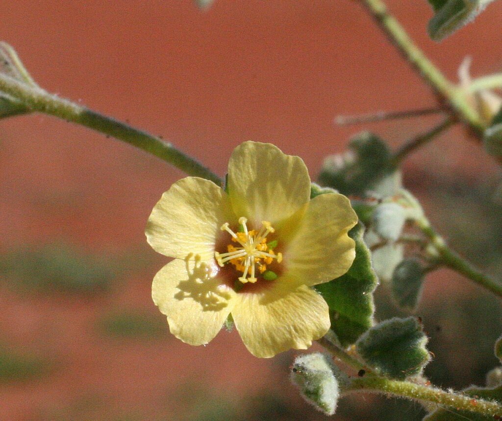 Straggli straggly lantern-bush (Plants of Central Queensland) · iNaturalist