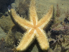 Anasterias antarctica