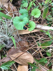 Calopteron discrepans