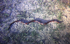 Micrurus nigrocinctus