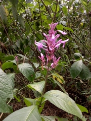 Odontonema callistachyum