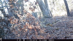 Sciurus nayaritensis apache