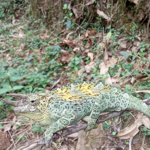 Johnston's Chameleon