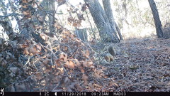 Sciurus nayaritensis apache