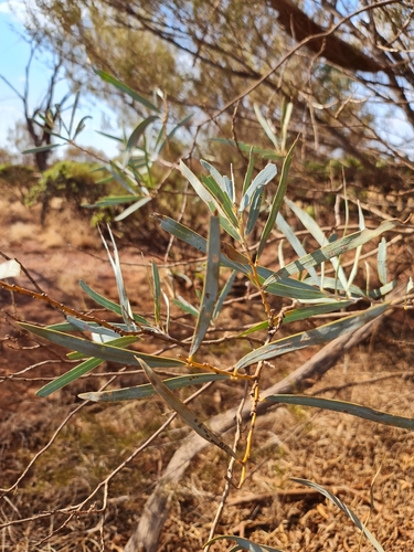 Western Gidgee (Acacia pruinocarpa)