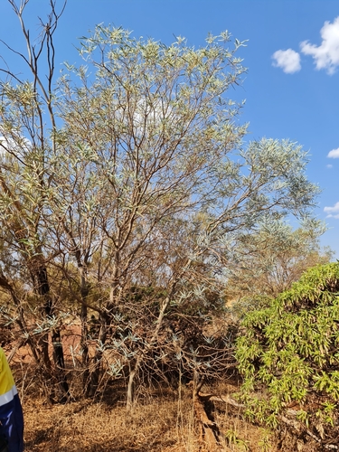 Image of Acacia pruinocarpa by (c) Belinda Forbes, some rights reserved (CC BY)