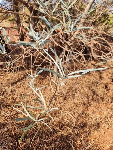 Image of Acacia pruinocarpa by (c) Belinda Forbes, some rights reserved (CC BY)