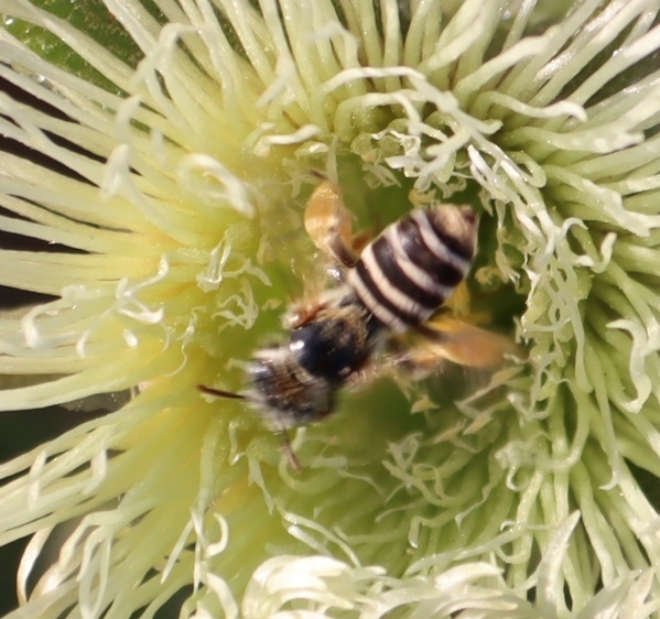 Cape Trouser Bees