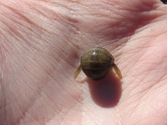 Sphaeromatidae
