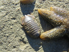 Sphaeromatidae