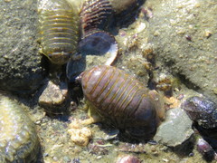 Sphaeromatidae