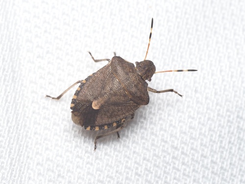 Vernal Shield Bug photo 3