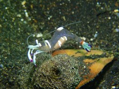 Ancylomenes magnificus