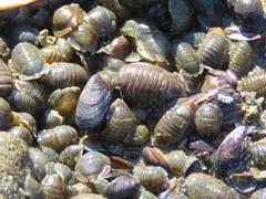 Sphaeromatidae