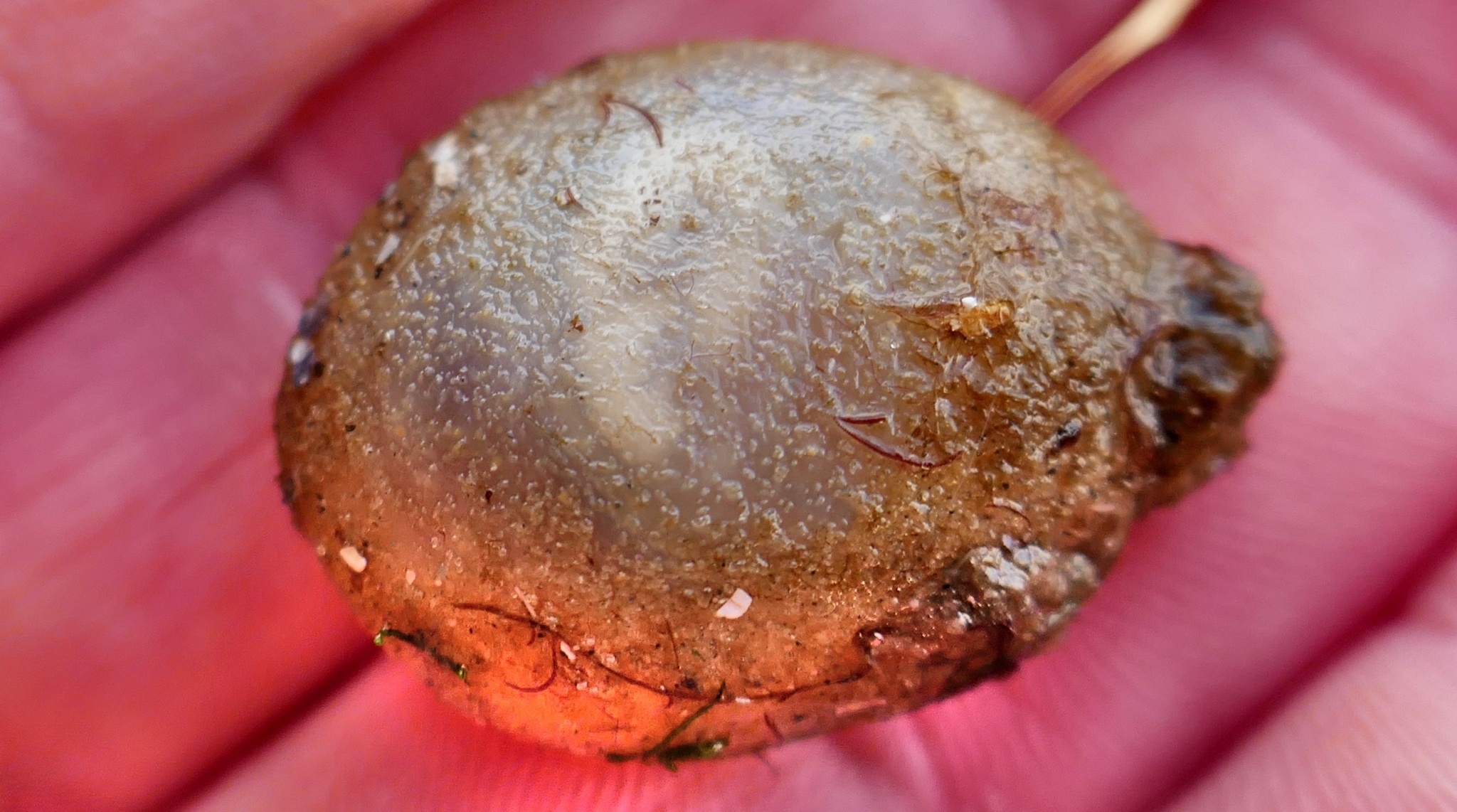 Molgula socialis Alder, 1863