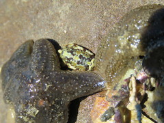 Sphaeromatidae