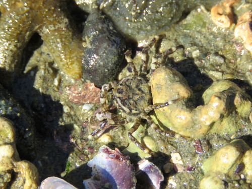 Halicarcinus planatus