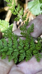 Cystopteris sudetica image