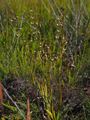 Eulophia bolusii