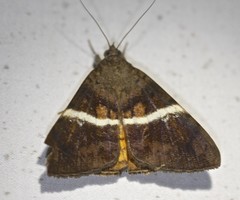 Oxyodes tricolor