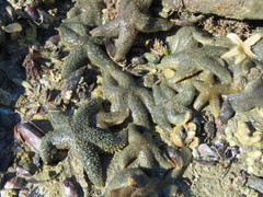Anasterias antarctica