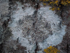 Lecanora argentata