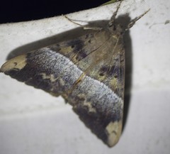 Oxyodes tricolor