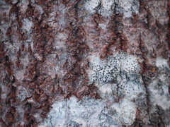 Trentepohlia umbrina