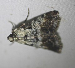 Orthaga rubridiscalis