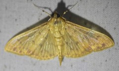 Patania balteata