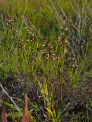 Eulophia bolusii