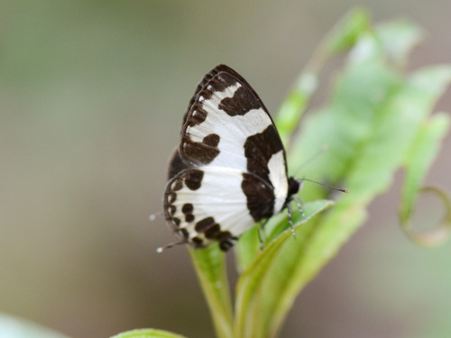 How to identify Caleta elna