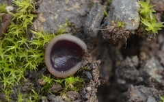 Malvipezia pauli