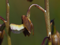 Eulophia bolusii