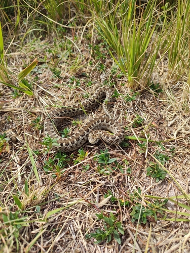 Photo of a Meadow Viper (Vipera ursinii)