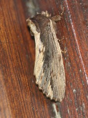 Hylaeora capucina