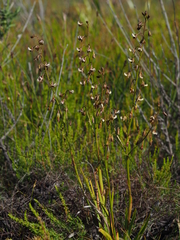 Eulophia bolusii
