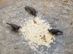 Leptotila jamaicensis