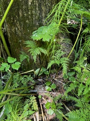 Cystopteris sudetica image