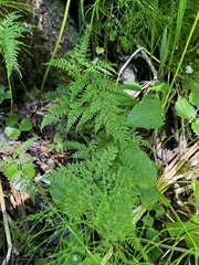 Cystopteris sudetica image