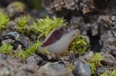 Malvipezia pauli