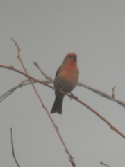 Haemorhous mexicanus